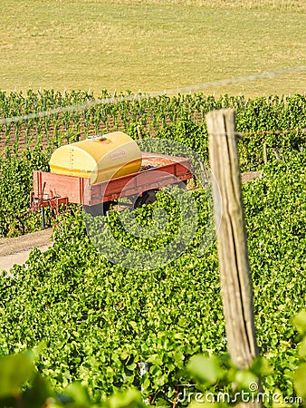 A red dump trailer with a yellow tank on the road in the middle of the green vineyard with trellis Stock Photo