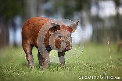 Red Duroc Piglet Stock Photo