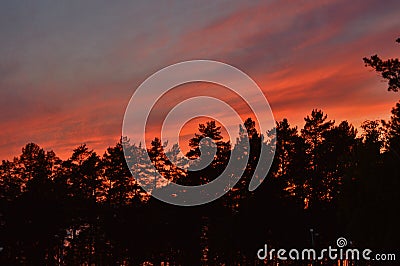 Red Dusk Sky Forest Pine Trees Evening Background Stock Photo