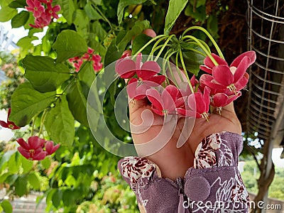 Red dutch jasmine on the hand Stock Photo