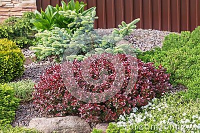 Red dwarf berberis thunbergii is on alpine hill.Selective focus.Landscape composition of decorative plants.Blue small spruce,green Stock Photo