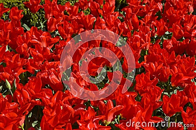 Red dwarf tulips Stock Photo