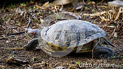 Red-eared slider (red-eared terrapin, Trachemys scripta elegans, Trachemys scripta) Stock Photo