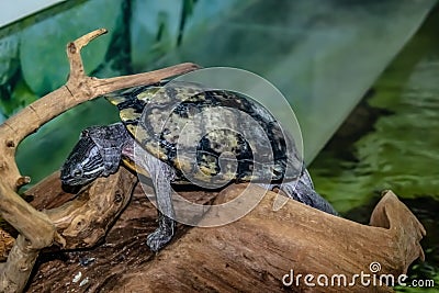 Red-eared slider sits on a wooden snag, close-up. Turtle in the Exposition Aquarium Complex of Freshwater Fauna of Dnipro National Editorial Stock Photo