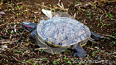 Red-eared slider (red-eared terrapin, Trachemys scripta elegans, Trachemys scripta) Stock Photo