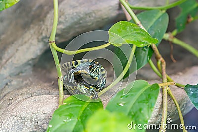 Red-eared slider turtle couple copulate Stock Photo