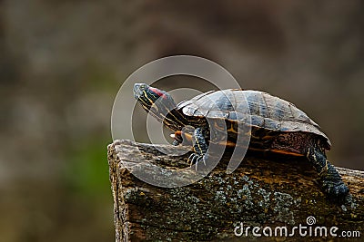 Red-eared Slider - Trachemys scripta elegans Stock Photo