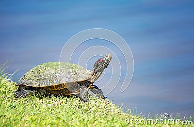 Red-eared Slider turtle Trachemys scripta elegans Stock Photo
