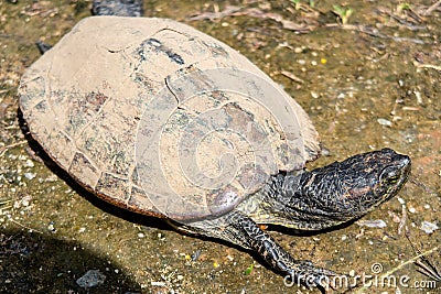 Red-eared slider turtle Trachemys scripta elegans, red-eared terrapin, red-eared slider turtle with shell covered with mud Stock Photo