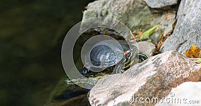 Red-eared slider turtle or trachemys scripta elegans reptile is resting on pond Stock Photo