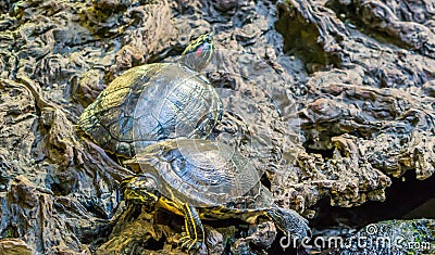 Red eared slider and yellow bellied slider together in closeup, tropical reptile pets from America Stock Photo