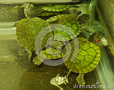 Green and small red-eared turtle Stock Photo