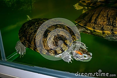 Red-eared terrapin on the background of green water in Exposition Aquarium Complex of Freshwater Fauna of Dnipro National Stock Photo