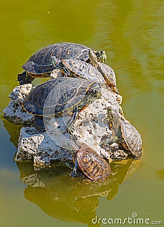 red-eared turtles basking in the sun Stock Photo