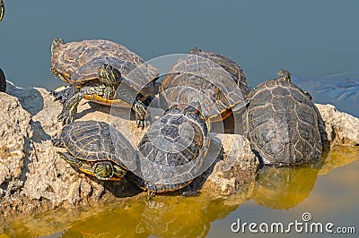 red-eared turtles basking in the sun Stock Photo