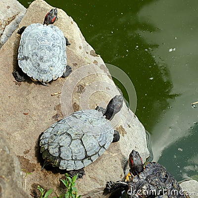 Red-eared water turtles on the rocks near the pond bask in the sun . Sitting on each other. Stock Photo
