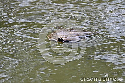 Red eared and Yellow bellied slider turtles swimming, 2. Stock Photo