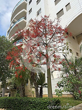 Australian Brachychiton acerifolius, commonly known as the Illawarra Flame Tree, Stock Photo