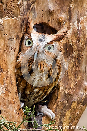 Red Eastern Screech Owl Stock Photo