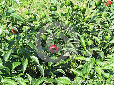 Red eggplant of Rotonda from Basilicata , Italy Solanum aethiopicum . Italian red aubergine Stock Photo