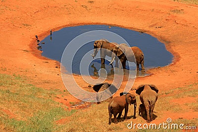 Red Elephant At Waterhole Stock Photo