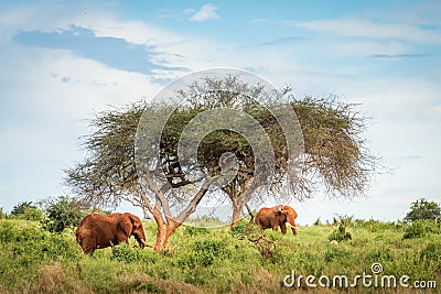 Red Elephants Travelling Kenya and Tanzania Safari tour in Africa Elephants group in the savanna excursion Stock Photo