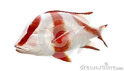 Red emperor (government bream) Lutjanus sebae Stock Photo