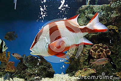 Red emperor (Lutjanus sebae) Stock Photo