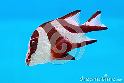 Red emperor (Lutjanus sebae) juvenile Stock Photo