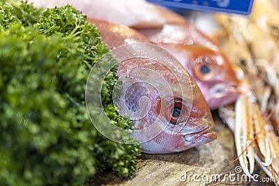 emperor snapper fish with parsley and ice on a counter for sale Stock Photo