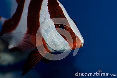 Red Emperor Snapper Stock Photo