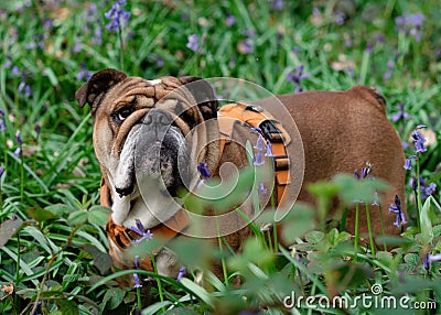 Red English British Bulldog in orange harness out for a walk standing on green grass and bluebells in spring day Stock Photo