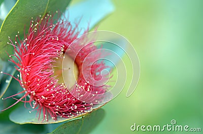 Red Eucalyptus macrocarpa gum tree blossom Stock Photo