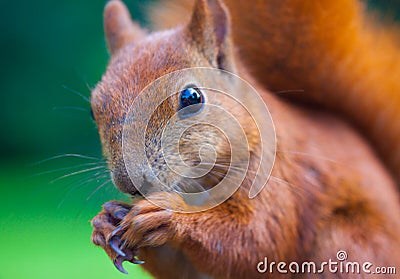 Red Eurasian squirrel Stock Photo