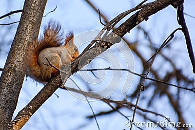 Red euroasian squirrel on the branch Stock Photo