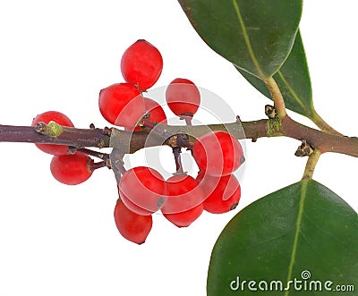 Red european holly (Ilex aquifolium) Stock Photo