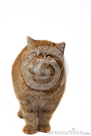 Red exotic kittens standing on a white background Stock Photo