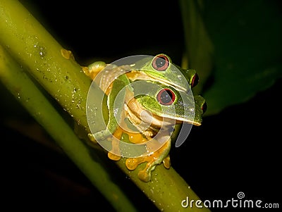 Red-eye couple Stock Photo