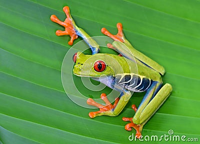 Red eye tree frog on green leaf, cahuita, costa rica Stock Photo