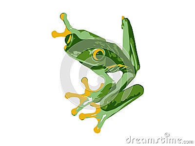 Red Eye Tree Frog Isolated, Vector Vector Illustration