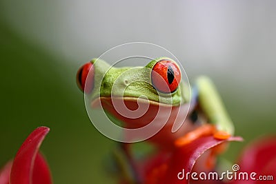 Red Eyed Frog Stock Photo