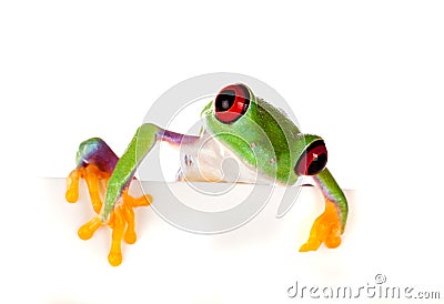 Red eyed frog peeping Stock Photo