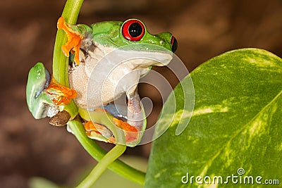 Red-eyed frog on the plant Stock Photo