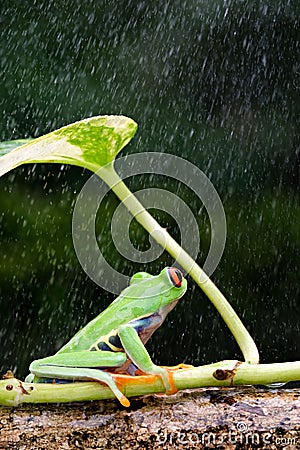 A red-eyed frog is taking shelter in a heavy rain Stock Photo