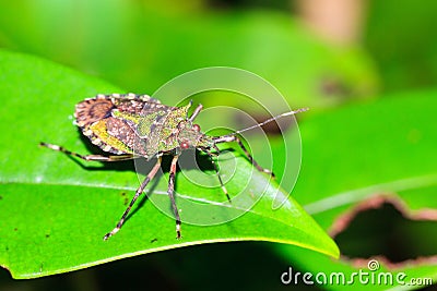 Red eyed green shield bug Stock Photo