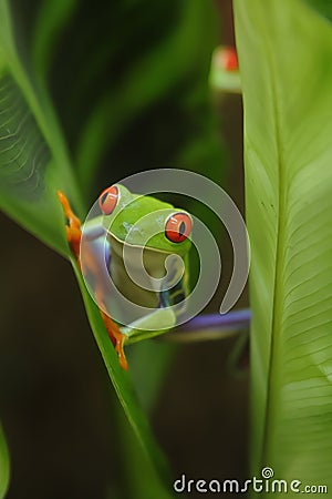 Red-eyed green tree frog Stock Photo