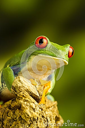Red-eyed Green Tree Frog (Agalychnis callidryas) Stock Photo