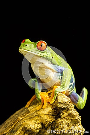 Red-eyed Green Tree Frog (Agalychnis callidryas) Stock Photo