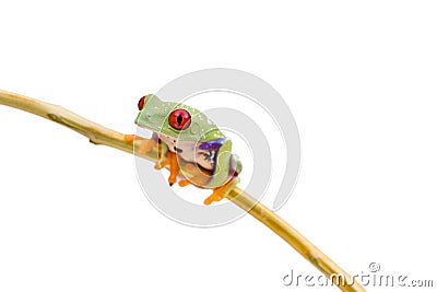 Red Eyed Green Tree Frog Stock Photo