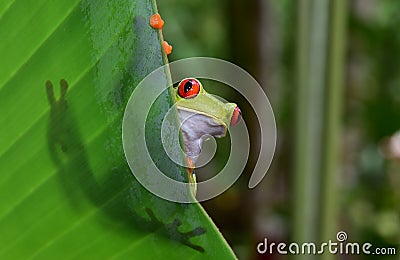 Red eyed green tree frog, corcovado, costa rica Stock Photo